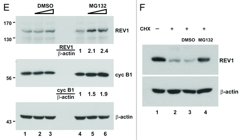 Figure 1E–F. (E) Cells were transiently transfected with same amount of FLAG-REV1 expression plasmid for 48 h. Increasing dose of MG132 (10 and 20 μM; lanes 5–6) or DMSO (lanes 2–3) was then added to cells. Cells were harvested 6 h after treatment and FLAG-REV1 was detected by western blotting with anti-FLAG. Relative levels of REV1 and cyclin B1 were determined by densitometry. (F) Inhibition of proteasome activity with MG132 attenuates REV1 degradation in HEK293T cells. Cells were transfected with FLAG-REV1 plasmid for 36 h. CHX was then added to cells (lanes 2–4). Meanwhile, cells were also supplemented with DMSO (lane 3) and 20 μM MG132 (lane 4), respectively. Cells were analyzed for FLAG-REV1 protein 6 h after drug treatment. Similar findings were also obtained from HeLa and IMR90 cells.