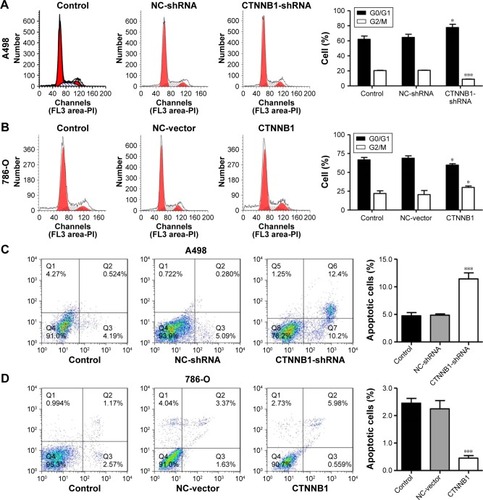 Figure 3 Effect of CTNNB1 on cell cycle and apoptosis. After treatment of A498 and 786-O cells with pLKO.1-EGFP-CTNNB1-shRNA vector (CTNNB1-shRNA) or pLKO.1-EGFP-CTNNB1 vector (CTNNB1), cell cycle (A and B) and cell apoptosis (C and D) were performed, as described in “Materials and methods.” Representative pictures of three independent studies are shown. Data are presented as mean ± SD. *P<0.05, ***P<0.001 compared with control groups.