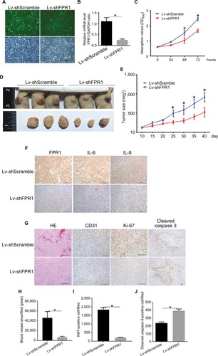 Figure 4 The effect of FPR1 knockdown on SiHa cell tumorigenicity in nude mice.Notes: (A) Construction of SiHa cells with stable FPR1 knockdown using a lentivirus–shRNA system. The magnification is 200×. (B) RT-PCR showing the relative expression levels of FPR1 mRNA in SiHa cells stably transfected with FPR1 lentivirus–shFPR1; lentivirus–shScramble was used as a control. (C) Growth curves of shRNA-transfected SiHa cells. Cell growth was measured using CCK-8 assays. (D, E) Tumor formation assays. SiHa cells were injected subcutaneously into the upper back of nude mice (10 mice per group). Mice were examined for tumor formation every 5 days. (F) IHC staining showing FPR1, IL-6 and IL-8 expression in tumor tissue. The magnification is 200×. (G) H&E and IHC staining of tumor structure. The magnification is 200×. The vascular epithelial cell marker CD31, the ubiquitous cell cycle marker Ki67 and the apoptosis marker cleaved caspase-3 were stained to evaluate neovascularization, proliferation and apoptosis, respectively, in tumor tissue. (H–J) Bar chart showing the area of neovascularization in tumor tissue and the numbers of Ki67-positive and cleaved caspase-3-positive cells. Data are expressed as mean±SEM. *P<0.05.Abbreviations: CCK-8, Cell Counting Kit-8; IHC, immunohistochemistry; RT-PCR, reverse transcription PCR; SEM, standard error of the mean.