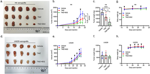 Figure 7. B02 exclusively sensitizes HGG cells with high expression of STING to TMZ in vivo. (a). Image of H4 (STINGhigh) xenografts from NOD SCID mice administered with vehicle (n = 5), 50 mg/kg TMZ (n = 5) and 50 mg/kg TMZ plus 25 mg/kg B02 (n = 5), respectively. (b). The growth curves of H4 ×enografts in response to indicated treatments, shown by the tumor volumes (mm3). (c). The tumor weights of H4 ×enografts in figure 7A. (d). Image of LN229 (STINGlow) xenografts from NOD SCID mice administered with vehicle (n = 5), 50 mg/kg TMZ (n = 5) and 50 mg/kg TMZ plus 25 mg/kg B02 (n = 5), respectively. (e). The growth curves of LN229 ×enografts in response to indicated treatments, shown by the tumor volumes (mm3). (f). The tumor weights of LN229 ×enografts in figure 7D. (g–h). The body weights of H4 (g) and LN229 (h) bearing NOD SCID mice in response to indicated treatments. Black arrows indicate the therapeutic administration. *p < 0.05, **p < 0.01, ***p < 0.001, ****p < 0.0001.