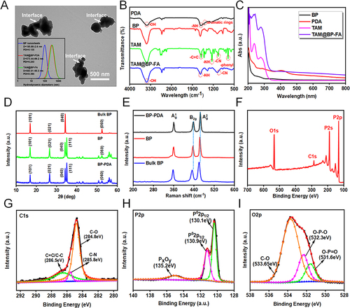 Figure 1 Synthesis and characterization of TAM@BP-FA nanocarriers. (A) TEM of TAM@BP-FA nanocomposites. (B) Fourier transform infrared spectroscopy (FTIR) of various nanomaterials. (C) UV-vis absorption of various nanomaterials. (D) X-ray powder diffraction (XRD) and (E) Raman spectra of bulk BP, BP and BP-PDA. (F–I) XPS survey spectra of TAM@BP-FA, high-resolution C 1s spectra, and high-resolution P 2p XPS spectra, high-resolution O 1s XPS spectra of TAM@BP-FA respectively.
