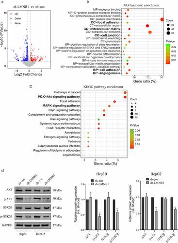 Figure 8. LMNB1 promotes HCC progression by regulating tumor-associated pathways. (a) Volcano plot of the DEGs. (b) GO functional enrichment analysis of the DEGs. (c) KEGG pathway enrichment analysis revealed that LMNB1 was a regulator of the PI3K and MAPK pathways in HCC. (d) Western blot analysis confirmed that p-AKT and p-GSK3β were downregulated after attenuating LMNB1 expression. *P < 0.05, **P < 0.01, ***P < 0.001.