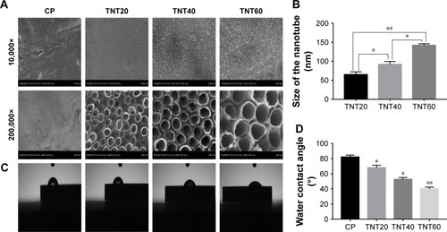 Figure 1 Characterization of nanotubular TiO2 surfaces.Notes: (A) The surface morphologies of four samples (CP, TNT20, TNT40, and TNT60) observed using SEM at different magnifications. (B) The diameters of the nanotubes. (C) Images of the water contact angles of samples. (D) Analysis of water contact angles in C. Results are presented as mean ± SD (N=3). *P<0.05, **P<0.01.Abbreviations: CP, commercially pure Ti; TNT20, TiO2 nanotubes generated using 20 V; TNT40, TiO2 nanotubes generated using 40 V; TNT60, TiO2 nanotubes generated using 60 V; SEM, scanning electron microscopy. 10,000×, magnified 10,000 times. 200,000×, magnified 200,000 times.