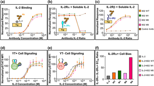 Figure 4. 602 glycovariants recapitulate binding and functional properties of parent antibody. (a) BLI studies depicting the interaction between immobilized human IL-2 and soluble antibody (either 602 or glycovariants thereof). (b, c) BLI-based competitive IL-2 binding studies between 602 or glycovariants thereof and IL-2 receptor subunits. Equilibrium binding of a saturating concentration of IL-2 (600 nM) to immobilized IL-2Rα (b) or IL-2Rβ (c) in the presence of titrated amounts of 602 antibody is shown. (d, e) IL-2 signaling pathway activation induced by a 1:1 molar ratio of 602:IL-2 complexes on human YT-1 human NK cells with (d) and without (e) IL-2Rα expression. STAT5 phosphorylation was detected via flow cytometry. Error bars represent standard deviation. (f) Ratio of YT-:YT+ EC50 values for signaling activation by IL-2 or various IL-2/antibody complexes. WT, wild type.