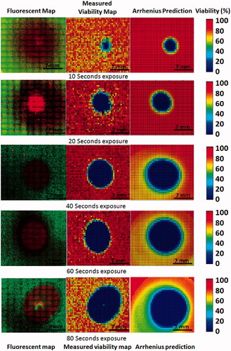 Figure 7. Comparison of measured viability response with 2D Arrhenius predictions made using calculated Arrhenius parameters at 10, 20, 40, 60, and 80 s of laser irradiation. (Left) Fluorescent image mosaics of viability response in tissue phantoms. (Centre) Measured 2D viability response averaged across all focal depths. (Right) Arrhenius model prediction based on 2D measured spatio-temporal temperature profile.