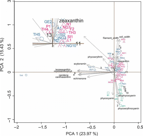 Fig. 4. Principal component analysis (PCA) (with standardization) of 40 Scytonema cultures (open triangles included in group 1; open circles in group 2 and open squares in group 3), pigment contents and morphometry. Scytonema isolate codes are given in Table 1 and MAAs codes in Table 4.