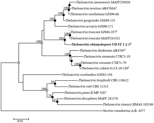 Figure 4. Neighbor-joining phylogenetic tree of UD ST 1-2-1 based on the combined sequences (ACT+LSU + ITS+TEF1-α), showing the relationships between Thelonectria chlamydospora sp. nov. and the closest Thelonectria spp. Nectria cinnabarina A.R. 4477 was used as an outgroup. The numbers above the branches represent the bootstrap values (>70%) obtained for 1,000 replicates. The isolated strain of this study is indicated in bold. Bar, 0.01 substitutions per nucleotide position.