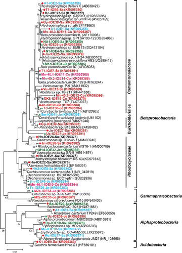 Figure 1. (b) Phylogenetic analysis of 16S rRNA gene sequences (525 unambiguously aligned nucleic acid positions) retrieved from the excised DGGE bands. Sequences are indicated by enrichment ID and the number of the excised band, as shown in (a). The three districts from which enrichments were obtained are indicated by distinct symbols: closed red circles, Satkhira; green triangles, Jessore; and blue squares, Comilla. The tree was constructed with the neighbor-joining method and bootstrap values (1000 replications) are indicated at the interior branches. The scale bar represents 5% sequence divergence.