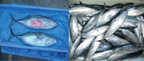 Figure 6. Little tuna (Euthynnus affinis) samples collected from Karachi coast.