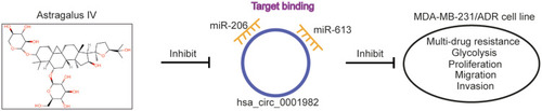 Figure 6 Astragaloside IV down-regulated hsa_circ_0001982, thereby disordering binding between hsa_circ_0001982 and miR-206/miR-613. Consequently, multi-drug resistance, glycolysis, migration, and invasion of the drug-resistant TNBC cell line (ie, MDA-MB-231/ADR) were weakened.