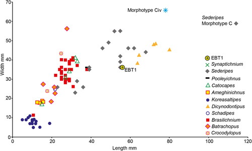 Figure 6. Measurements for ichnogenera attributed to selected Permian and Mesozoic trackmakers. Measurements in Table 1.