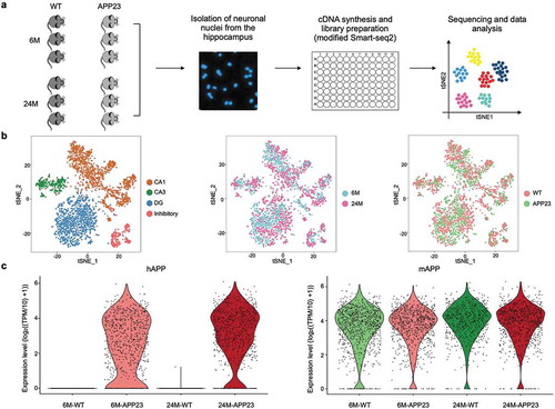 Figure 1. Single-nucleus RNA-seq of 6-month-old and 24-month-old WT and APP23 mice hippocampal neurons. (a) Workflow of sample preparation. (b) Cell-type clusters. tSNE embedding of 3,280 single nucleus transcriptional profiles from 6-month-old and 24-month-old WT and APP23 hippocampal neurons. Cells were distinguished by subtype, age and genotype. (c) Violin plots showing the expression level of human APP gene and mouse APP gene in all neuronal nuclei. hAPP, human APP; mAPP, mouse APP.