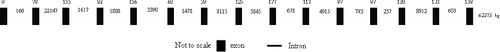 Figure 5. Genomic sequence organization representing the ORF of the pig MOSPD2 gene.