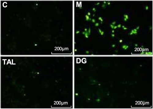 Figure 3. Scavenging effects of TAL on ROS (C: Control group; M: UVB irradiation model group).