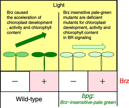 Fig. 1. Screening Strategy for the bpg (Brz-insensitive-pale green) mutants.Notes: BR inhibitor Brz activated the chloroplast functions. Possible bpg mutants were disrupted in signaling from the BR-deficient condition to chloroplast activation. The BPG genes resulting from the mutants played important roles in chloroplast regulation for BR signaling.