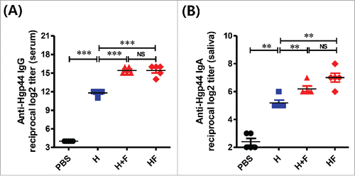 Figure 5. The Hgp44-specific antibody titers induces by IN vaccination. The mice were intranasally immunized with PBS, 4 μg of Hgp44 alone (H) or 4 μg of FlaB along with 4 μg of Hgp44 (H+F), and 8 \mu{g} Hgp44-FlaB fusion protein (HF); 3 times at 2-week intervals. Two weeks after the final vaccination, an ELISA was performed to determine the Hgp44-specific antibody. Determination of the anti-Hgp44-specific serum IgG (A) and saliva IgA (B) titers. The data are presented as the mean ± SEM in each group. n = 5. ** P < 0.01, *** P < 0.001, (NS) non-significant.