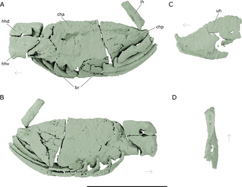 Figure 11. Left ventral hyoid apparatus of †Iridopristis parrisi. Holotype (NJSM GP12145), Hornerstown Formation, early Paleocene (Danian), New Jersey, USA. Rendered µCT models showing the A, lateral and B, mesial views of the hypohyals, ceratohyals, interhyal, and branchiostegals, and the C, urohyal in lateral and D, ventral view. Abbreviations: br, branchiostegals; cha, anterior ceratohyal; chp, posterior ceratohyal; hhd, dorsal hypohyal; hhv, ventral hypohyal; ih, interhyal; uh, urohyal. Arrows indicate anatomical anterior. Scale bar represents 5 cm.