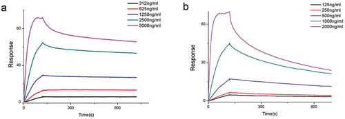 Figure 9. The binding kinetics of the fully human anti-TIGIT mAb to the rhTIGIT-Avi-His-bio protein was determined by SPR method.(a) The equilibrium dissociation constant KD(M) of the positive control antibody Etigilimab is 1.346 × 10−10. (b) The equilibrium dissociation constant KD(M) of the CB3 mAb is 8.155 × 10−10.