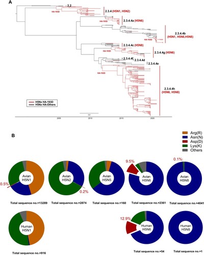 Figure 1. Proportions of amino acid types in influenza H5Nx HA 193 residue and phylogenetic tree analysis of H5Nx influenza with HA193D variants. The phylogenetic tree of H5Nx influenza virus of HA-193D mutation reported from 2007 to 2022, branches and names were represented to clade and H5Nx type (A). Phylogenetic tree analysis of H5Nx influenza with HA-193D variants reported in GISAID and Genbank. A Bayesian Markov Chain Monte Carlo (MCMC) approach using BEAST v.2.7.4 and divergence time estimation using an exponential relaxation clock model were used to reconstruct the phylogenetic tree of 328 H5Nx HA genes. The distribution ratio of varied amino acids at HA-193 in avian or human isolates of the H5Nx influenza virus (B). In the total number of sequences of each H5Nx type, the proportion of sequences with 193D is shown in red and expressed as a percentage. Avian and human-derived isolates of each H5Nx were indicated, and human-derived H5N2 and H5N5 sequences were not reported.
