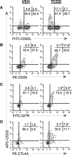 FIG. 3 Donor CD8+CD25+cells in TCDD-treated mice co-express CD62Llow, CD28, GITR, and CTLA-4. F1 mice were dosed with vehicle or TCDD one day before the injection of donor T-cells. On Day 2, donor CD8+ cells were analyzed for the expression of CD25 together with CD62L (A), CD28 (B), GITR (C), and CTLA-4 (D). Representative contour histograms gated on donor CD8+ cells are shown and quadrants were set based on isotype controls. Data are representative of two independent experiments; n = 4–5 mice per group in each experiment. Numbers on the histograms indicate the mean percentage of cells within each quadrant for n = 4–5 mice per group. *Indicates a statistically significant difference (p < 0.05) for the Treg phenotype as compared to vehicle; SEM is not shown for clarity.