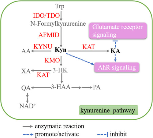 Figure 5 Key metabolites in the tryptophan (Trp) metabolism. The enzymatic reactions in kynurenine (Kyn) pathway (KP) are shown. Kyn and KA work as signal messengers, which are highlighted.