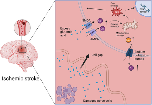 Figure 1 Mechanisms of neuronal injury after stroke. Created with BioRender.com.