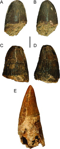 FIGURE 7 Teeth of cf. Purussaurus sp. from the Culebra Formation and Gavialosuchus americanus for comparison. A and B, UF 259879 in lingual and posterior views; C and D, UF 244335 in lingual and posterior views; E, Gavialosuchus tooth from Alachua County, Florida (UF 264830). Scale bar equals 1 cm.