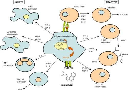 Figure 2 Mechanism of Imiquimod.