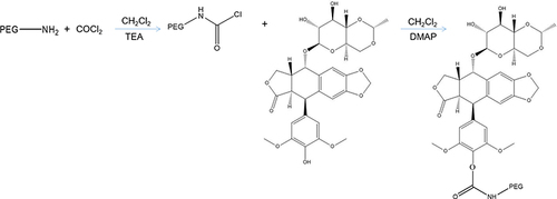 Figure 1 The Etp prodrug was synthesized by linking the phenolic hydroxyl group of Etp with PEG.