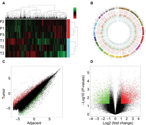 Figure 2 Overview of the microarray signatures.Notes: (A) Unsupervised clustering analysis clearly distinguished the tumors and their corresponding nontumorous samples. (B) Illustration of the human genome showing the overall expression profile of the samples. (C) The whole transcriptome profiles of the tumor and their adjacent paratumor tissues were highly correlated. (D) Volcano plot showing the significantly deregulated genes in tumor samples.
