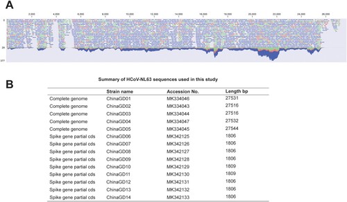 Figure 2. Whole-genome sequencing of HCoV-NL63 identified in this study. (A) Whole genome coverage of HCoV-NL63 performed by CLC Genomics Workbench software version 11. (B) Summary of HCoV-NL63 sequences obtained in this study.
