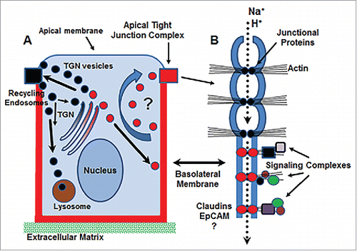 Figure 2. Schematic diagram of potential functions for basolateral claudin molecules. (A) Basolateral claudins may function in the trafficking of endosomal vesicles (red circles) from the baolateral membrane to tight junctions for rapid remodeling. (B) Basolateral claudins may function as accessory pores to facilitate further discretion of ion transport at tight junctions (dotted arrow) and/or create signaling hubs via interaction with claudin/claudin complexes and the action cytoskeleton. EpCAM, epithelial cell adhesion molecule; TGN, trans-Golgi network.