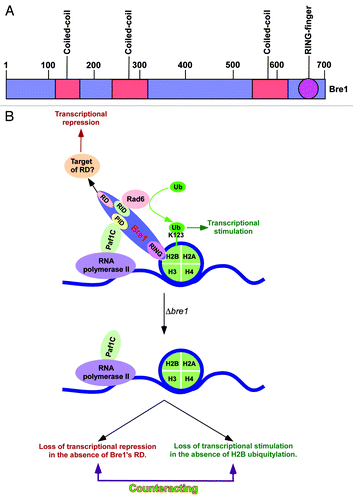 Figure 1. Transcriptional stimulatory and repressive functions of Bre1 at the same set of genes. (A) Schematic diagram showing different regions of Bre1 (1–700 amino acids). (B) Schematic diagram showing the stimulatory and repressive functions of Bre1 in transcription. Bre1 interacts with chromatin via its RING domain at the C-terminal.Citation21 Rad6 interacts with a domain within the first 210 amino acids at the N-terminal of Bre1,Citation21 and leads to targeted histone H2B ubiquitylation.Citation21 Paf1C interacts with Bre1Citation11,Citation21 via its non-RING domain to promote histone H2B ubiquitylation activity of Rad6-Bre1. Thus, bre1∆RING, ∆paf1, ∆rad6, and H2B-K123R mutant strains impair histone H2B ubiquitylation, RNA polymerase II association with active gene, and transcription.Citation5-Citation11,Citation21,Citation22 The non-RING part of Bre1 has a repression domain (RD) that lowers the association of RNA polymerase II with the active gene and hence transcription,Citation11 possibly via interaction with repressor(s) or by impairing the recruitment/activity of transcriptional stimulatory/elongation factor(s). The transcriptional stimulation is lost in the absence of histone H2B ubiquitylation in the bre1∆RING, ∆rad6, and H2B-K123R mutant strains. When the whole BRE1 is deleted, transcriptional repression is lost in the absence of the repression domain of Bre1, in addition to the impairment of transcriptional stimulation. These two opposing activities counteract, and hence the defect in transcription (or RNA polymerase II association with active gene) is not apparently observed in the ∆bre1 strain. PID, Paf1C interaction domain; RID, Rad6p interaction domain; Ub, ubiquitin.