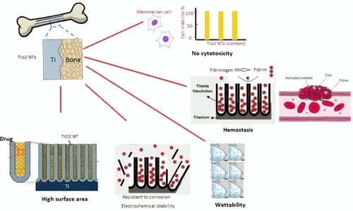 Figure 3 The main properties of TiO2 nanostructure make it suitable for implant and other in vivo applications.