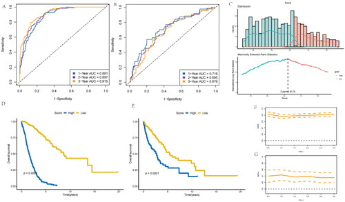 Figure 4. Development of risk-score based on the 8 inflammatory-related gene signature of NSCLC patients with the training cohort and the validation cohort. (A) ROC curve for 1, 3 and 5 years overall survival of the training cohort in NSCLC patients. (B) ROC curve for 1, 3 and 5 years overall survival of the validation cohort in NSCLC patients. (D) Kaplan–Meier survival plot showing overall survival using risk score of inflammatory-related gene signature in NSCLC training cohort. (E) Kaplan–Meier survival plot showing overall survival using risk score of inflammatory-related gene signature in NSCLC validation cohort. (F,G) Continuous AUC curve of 3-year in the training and validation cohort.