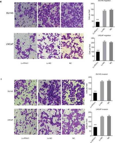 Figure 2 In vitro, PF4V1 is downregulated and suppresses the proliferation, migration, and invasion of PCa cells.Notes: (A) The relative expression of PF4V1 was investigated by qRT-PCR in PCa cell lines PC-3, LNCaP, DU145, and 22RV1 and a normal human prostate cell line WPMY-1. GAPDH was used as an internal control. (B) The expression of PF4V1 at protein level was evaluated by Western blotting. (C) The relative expression of PF4V1 was investigated by qRT-PCR in PCa cell lines DU145 and LNCaP after lentivirus transfection. (D) The expression of PF4V1 at protein level was evaluated by Western blotting after lentivirus transfection. (E) The effects of PF4V1 on the proliferation of (i) DU145 and (ii) LNCaP cells were evaluated by CCK-8 tests. (F) The effects of PF4V1 on the proliferation of (i) DU145 and (ii) LNCaP cells were evaluated by colony formation tests. (G) The effects of PF4V1 on the migration of (i) DU145 and (ii) LNCaP cells were evaluated by wound healing assays. (H) The effects of PF4V1 on the migration of (i) DU145 and (ii) LNCaP cells were evaluated by Transwell® assays. (I) The effects of PF4V1 on the invasion of (i) DU145 and (ii) LNCaP cells were evaluated by Transwell® assays with Matrigel®. The results were acquired from three independent experiments, and error bars represent mean and SD (Student’s t-test, *P<0.05, **P<0.01, ***P<0.001).Abbreviations: CCK-8, Cell Counting Kit-8; PCa, prostate cancer; qRT-PCR, quantitative real-time PCR.