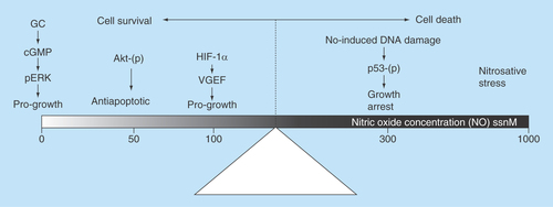 Figure 2.  The concentration of nitric oxide determines its role in tumorogenesis.At low concentration, NO causes tumor progression. At high concentrations of NO, anticancer activity is observed.GC: Guanylyl cyclase; GMP: Guanosine monophosphate; HIF: Hypoxia inducing factor; NO: Nitric oxide.Adapted from [Citation5].