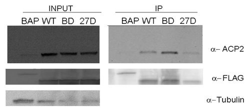 Figure 9 Only FBG1 wild type and BD mutant co-immunoprecipitates with APC2. Cos-7 cells were co transfected with FLAG tagged FBG1 or mutant, or BAP as a negative control. After 48 hours, the proteins were immunoprecipitated with anti-FLAG agarose beads, and separated by SDS-PAGE. The blot was probed with an antibody to APC2, FLAG or tubulin as indicated. Input lanes represent 10% of cell lysate used for IP.