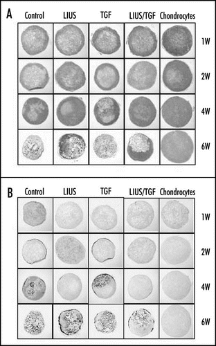 Figure 2 Effect of LIUS preconditioning on the chondrogenic differentiation and hypertrophic changes of rabbit MSCs in PGA scaffold in nude mice. (A) Safranin O/Fast green staining for the expression of proteoglycans in the implanted constructs at 1, 2, 4 and 6 weeks (x10). (B) von Kossa staining for the calcification of the implanted constructs (x10).
