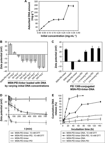 Figure 2 Evaluation of loading and release properties of the nanocarriers using oligo DNA with a length of 21 bp (5′-CTGTGGTTGTGTTTGCACTTT-3′ with 3′ TT-overhangs) as a model.Notes: (A) Oligo DNA-loading curve of MSN-PEI-linker as a function of initial concentrations of oligo DNA; (B) zeta potential comparison of MSN-PEI-linker particles and their counterparts loaded with different amounts of oligo DNA by varying initial concentrations; (C) zeta potential comparison of MSN-PEI-linker particles, oligo DNA loaded MSN-PEI-linker particles and oligo DNA-loaded MSN-PEI-linker particles post-encapsulated with different amounts of hyperbranched PEI; (D) zeta potential changing profiles of MSN-PEI-linker particles and MSN-PEI-linker particles post-encapsulated with PEI (MSN-PEI-linker-PEI) with/without the presence of 10 mM DTT as a reducing agent of the disulfide bond in the linkers; (E) cumulative DNA release profiles of MSN-PEI-linker-DNA-PEI with/without the presence of 10 mM DTT as a reducing agent.Abbreviations: MSN, mesoporous silica nanoparticle; PEI, poly(ethyleneimine).