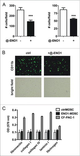 Figure 2. MDSC adhesion to endothelial cells after ENO1-treatment. (A) Bone marrow-generated MDSC were labeled with fluorescein-conjugated anti-CD11b Ab, and untreated or treated with anti-ENO1 mAb before seeding on TNF-α pre-activated endothelial cells for 1 h. Adherent cells were fixed and stained with crystal violet and counted in 10 fields/each condition. Graphs represent the mean ± SEM of two independent experiments in which 6 × 104 and 3 × 104 CD11b+ cells were seeded, respectively. ***p values < 0.0001, which significantly discriminate the ctrl- from ENO1-MDSC. (B) Representative pictures of CD11b+ cells untreated or treated with anti-ENO1 mAb in fluorescence (green; upper panels) and of the monolayer of endothelial cells in bright field (lower panels) at 10x magnification. (C) Adhesion to extracellular matrix components was assessed by seeding 1 × 105 cells/well of ctrl- and ENO1-MDSC and CF-PAC-1, as a positive control, in duplicate on a 24-well pre-coated plate. After 90 min, adherent cells were washed and stained. OD was read at 570 nm. Bars represent mean ± SEM.