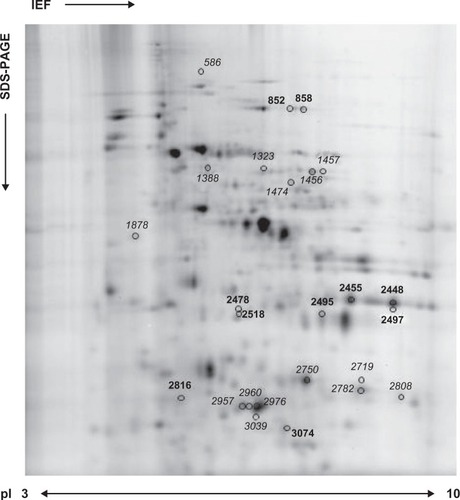 Figure 2 Salicylhydroxamic acid (SHAM) effect on Plasmodium falciparum 3D7 strain proteome. Representative data from a two dimensional-differential gel electrophoresis experiment using a 10% homogenous sodium dodecyl sulfate polyacrylamide gel with pH range 3–10 are shown. The proteins from untreated P. falciparum parasites or treated parasites with 250 μM SHAM were labeled with Cy3 and Cy5, respectively. As determined by DeCyder 6.5 software, protein spots that were up- and down-expressed on P. falciparum under SHAM treatment (|FC| ≥ 1.5, P ≤ 0.05 t-test) were marked with master numbers (Table 1). Bold and italicized numbers correspond, respectively, to identified proteins from P. falciparum and Homo sapiens.