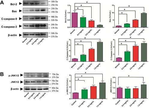 Figure 10 Effects of GSZD on apoptosis related proteins. (A) Proteins expressions of Bcl-2, Bax, cleaved (C)-caspase-3, and cleaved (C)-caspase-9 by Western blot assay. (B) Protein expressions of JNK and phosphorylation (P) of JNK by Western blot assay. Data were expressed as mean ±SD (n=3), *p<0.01, vs normal group.