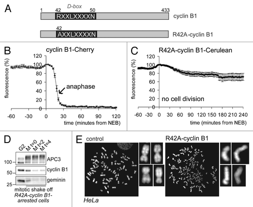 Figure 1. Cells expressing non-degradable cyclin B1 arrest in mitosis with separated sister chromatids. (A) Schematic overview of the cyclin B1 mutant used. The destruction-box (D-box) is indicated; (B) The fluorescence intensity in live U2OS cells expressing wt-cyclin B1-Cherry was plotted against time in mitosis from NEB. The arrow indicates the start of sister chromatid separation; (C) The fluorescence intensity in live U2OS cells expressing R42A-cyclin B1-Cerulean was plotted against time from NEB. These cells arrest in a post-metaphase state; (D) U2OS cells were transfected with R42A-cyclin B1-Cerulean, thymidine synchronized and released for 14 h. After mitotic shake-off, cells were released in fresh medium for the indicated time in hours. APC/C substrates geminin and cyclin B1 were normally degraded during the arrest. APC3 is used as a loading control; (E) U2OS cells were transfected with R42A-cyclin B1-Venus and collected and processed for chromosome spreads 46 h later. Chromosomes were stained with DAPI. Note that cells expressing R42A-cyclin B1-Venus fully separated their sister chromatids, while all the chromosomes are cohesed in control cells.