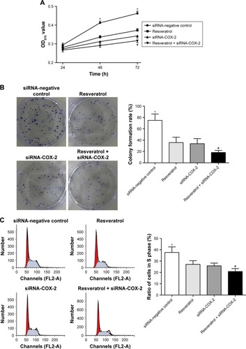 Figure 7 Resveratrol inhibits the proliferation of A549 cells by inhibiting COX-2 expression. (A) Proliferation of A549 cells in each group. (B) Colony formation rate of each group. (C) Ratio of S phase A549 cell in each group. *P<0.01 when compared with the other three groups; #P<0.05 when compared with Resveratrol group and siRNA-COX-2 group.