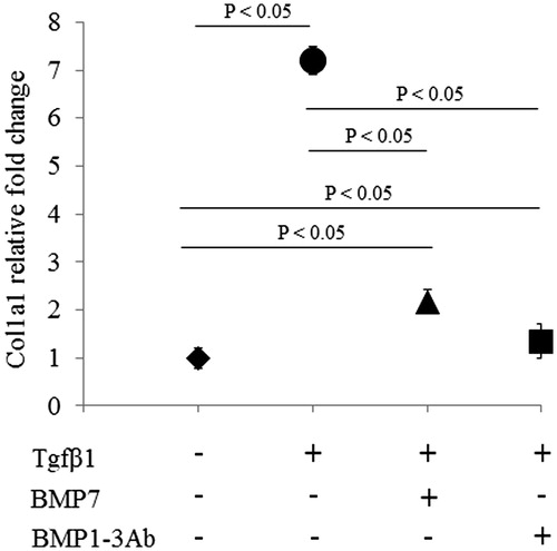 Figure 1. The expression of Col1a1 mRNA in LX-2 cells. Cells were stimulated with TGFβ1 (10 ng/mL) for 20 h and treated with BMP7 (100 ng/mL) and BMP1-3 Ab (1 µg/mL) in parallel to TGFβ1 treatment, for an additional 24 h. Col1a1 mRNA expression was measured by RT-PCR and expressed here as a fold change relative to the control (without any treatment). The experiment was performed three times in triplicates (n = 3). Analysis of Variance was used to assess differences between samples and the data are presented as mean value ± SEM.