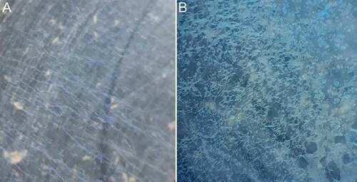 Figure 3a-b. A thin iridescent film (most likely concentrated metabolic wastes and bacteria) that may appear on the water surface of the culture dishes