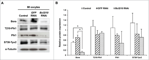 Figure 6. Bcl2l10 RNAi affected the expression of MTOC-associated proteins. The expression levels of Bora and Plk1 and the phosphorylation of T210-Plk1 and S738-Tpx2 decreased after Bcl2l10 RNAi treatment. The lysate of 200 oocytes was loaded in each lane. α-Tubulin was used as a loading control. The experiment was performed 3 times, and the data are presented as the mean ± SEM. Asterisks indicate statistical significance at p < 0.05. Control: non-injected MI oocytes; GFP RNAi: normal MI oocytes after GFP RNAi was used as non-targeting control for RNAi experiments; Bcl2l10 RNAi: MI-arrested oocytes after Bcl2l10 RNAi.