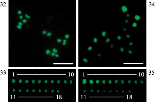 Figs 32–35. Fluorescent photomicrographs of spread chromosomes at diakinesis. Figs 32, 34. Total chromosomes spread on glass slide. Figs 33, 35. Chromosomes arranged in order of fluorescence intensity. Scale bar: 5 µm.