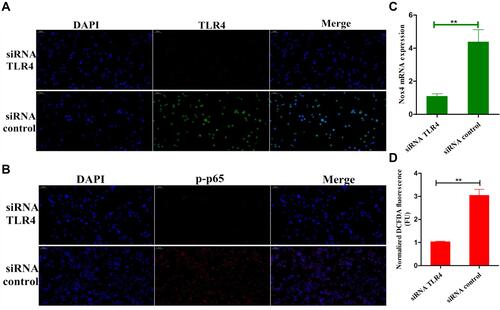 Figure 9 Effects of TLR4-siRNA transfection on LPS-induced inflammatory response. Cells were subjected to transfection with either control siRNA or TLR4 siRNA. (A) The interfering efficiency of TLR4 siRNA was measured by immunofluorescence technique. (B) Immunofluorescence assay was performed to determine the translocation of NF-κB p65 after silencing TLR4 in LPS-stimulated BEND cells. (C) The expression of Nox4 in TLR4-siRNA transfected cells. (D) The effect of TLR4-siRNA transfection on ROS production in LPS-stimulated BEND cells. All data are represented as the mean ± S.E.M. of three independent experiments. Double asterisk indicate P < 0.01 compared with LPS group.